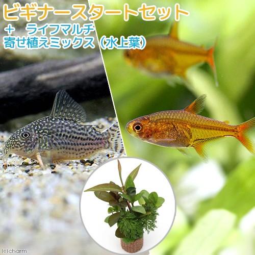 熱帯魚 水草 ビギナースタートセット ファイアーテトラ １０匹 コリドラス ステルバイ １匹 北海道 九州航空便要保温 チャーム Charm Paypayモール店 通販 Paypayモール
