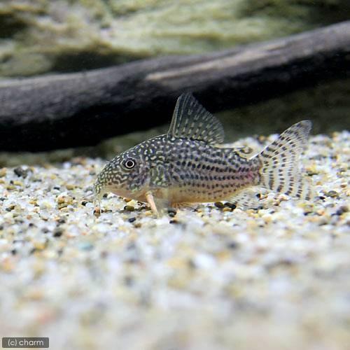 熱帯魚 水草 ビギナースタートセット ファイアーテトラ １０匹 コリドラス ステルバイ １匹 北海道 九州航空便要保温 チャーム Charm Paypayモール店 通販 Paypayモール