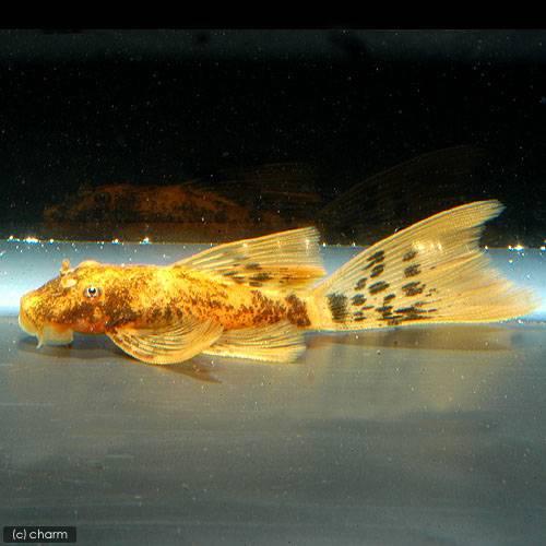 熱帯魚）ロングフィン・レッドブッシー（1匹） 北海道・九州航空便要