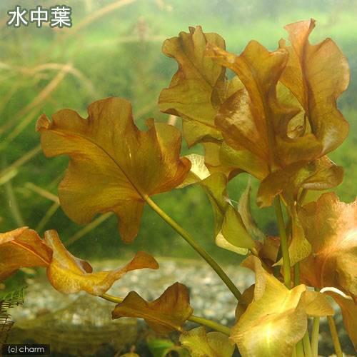 （ビオトープ）水辺植物　河骨　ベニコウホネ（紅河骨）（１ポット）　浮葉植物｜chanet｜04