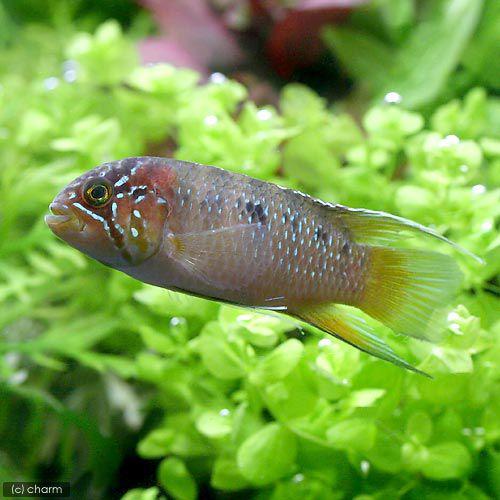 （熱帯魚）ナンナカラ・アドケタ　トゥッカーノ（ワイルド）（１ペア）　北海道・九州航空便要保温