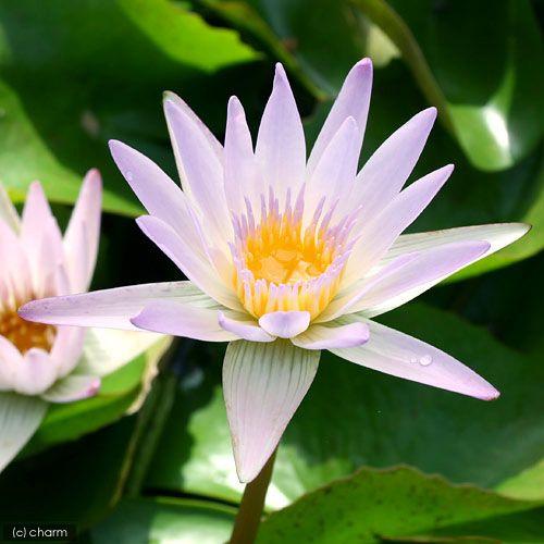 1円 本物保証 ビオトープ 睡蓮 熱帯性睡蓮 スイレン 淡桃 ヒラリー １ポット