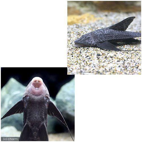 （熱帯魚）ブラックコメット・ロリカリア（１匹）　沖縄別途送料　北海道・九州航空便要保温 WSO1299958819(12190円)