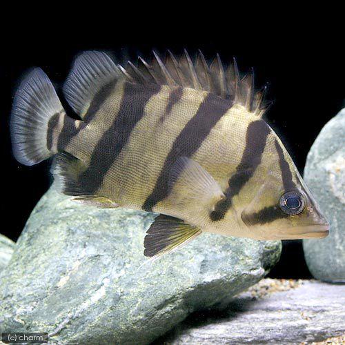 チャーム（charm） （熱帯魚）フォーバーダトニオ（フォーバータイガー