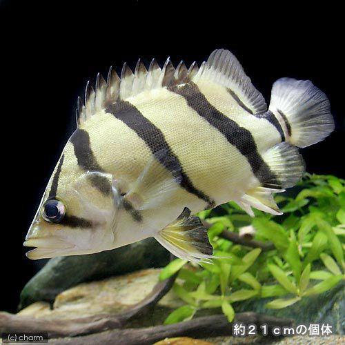 フォーバータイガー　ダトニオ チャーム（charm） （熱帯魚）フォーバーダトニオ（フォーバータイガー