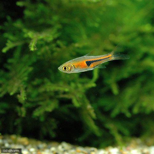 熱帯魚 ラスボラ エスペイ １２匹 北海道 九州航空便要保温 チャーム Charm Paypayモール店 通販 Paypayモール