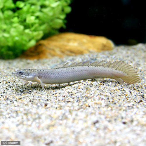 熱帯魚 ポリプテルス  チビーズ チャーム（charm） （熱帯魚）ポリプテルス・セネガルス Sサイズ（約