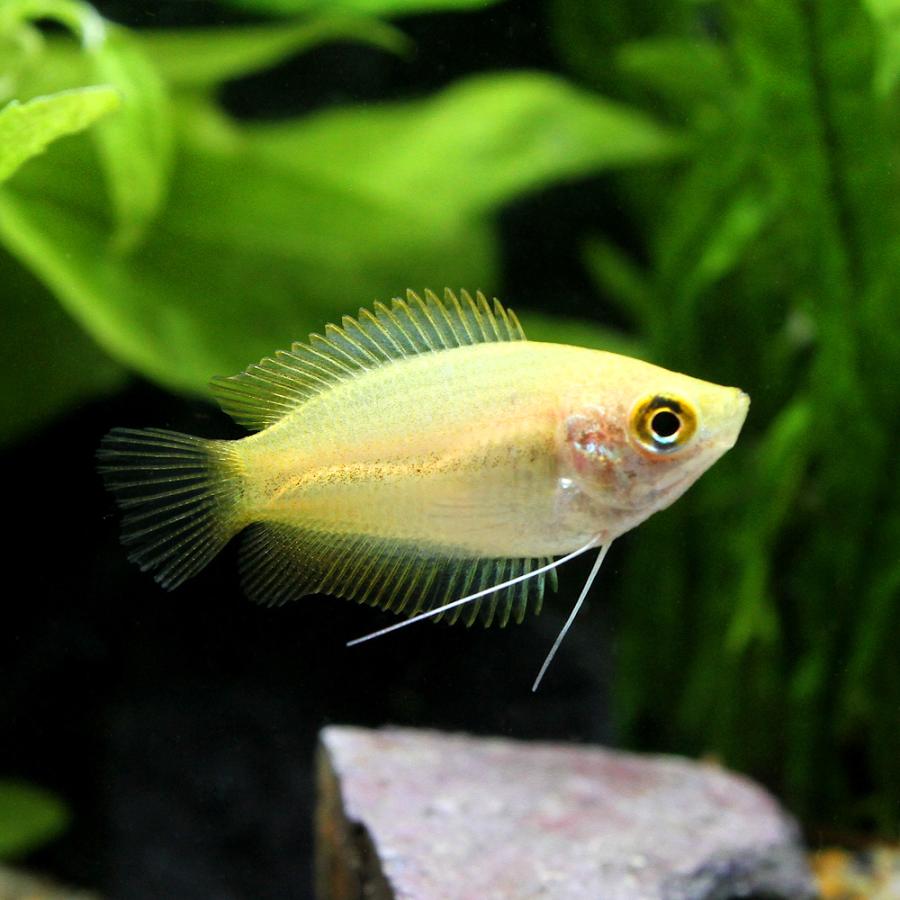 チャーム（charm） （熱帯魚）ゴールデンハニー・ドワーフグラミー（5