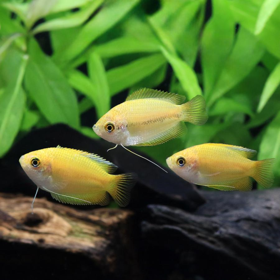チャーム（charm） （熱帯魚）ゴールデンハニー・ドワーフグラミー（5