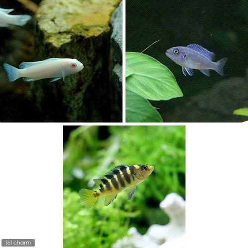 チャーム（charm） （熱帯魚）ムブナ3種ミックス Aセット（9匹 