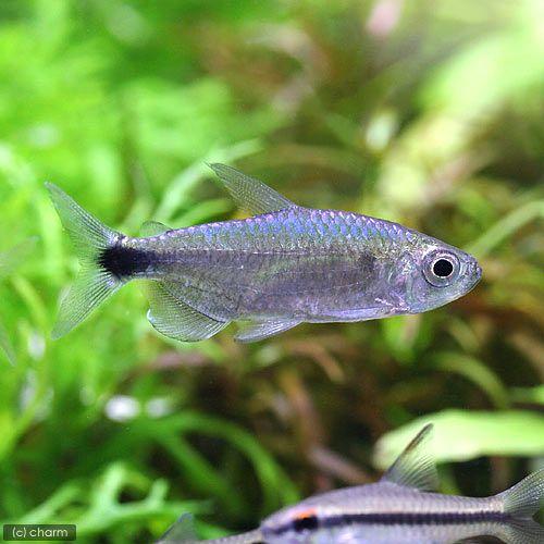 熱帯魚 ブルーダイヤモンド コンゴテトラ １匹 北海道航空便要保温 チャーム Charm Paypayモール店 通販 Paypayモール
