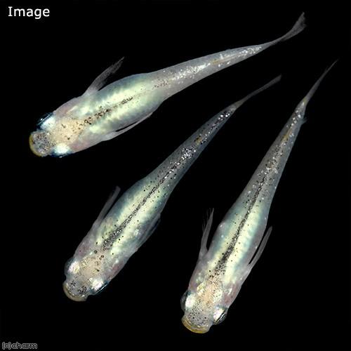 めだか 福三景メダカ ３匹 チャーム Charm Paypayモール店 通販 Paypayモール