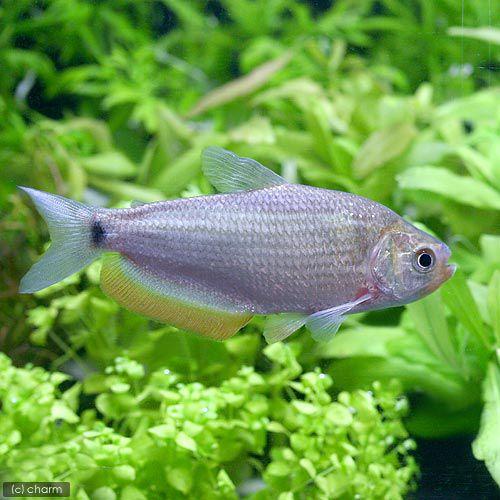 入荷未定）（熱帯魚）マルキアナ・ニグリピニス（1匹） 北海道・九州