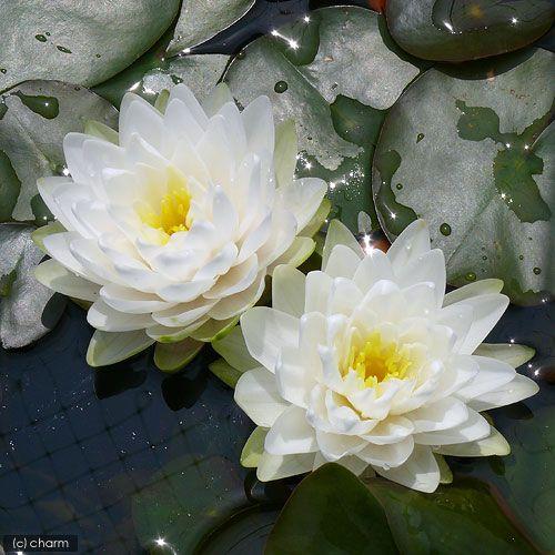 チャーム（charm） （ビオトープ）睡蓮 温帯性睡蓮（スイレン）（白