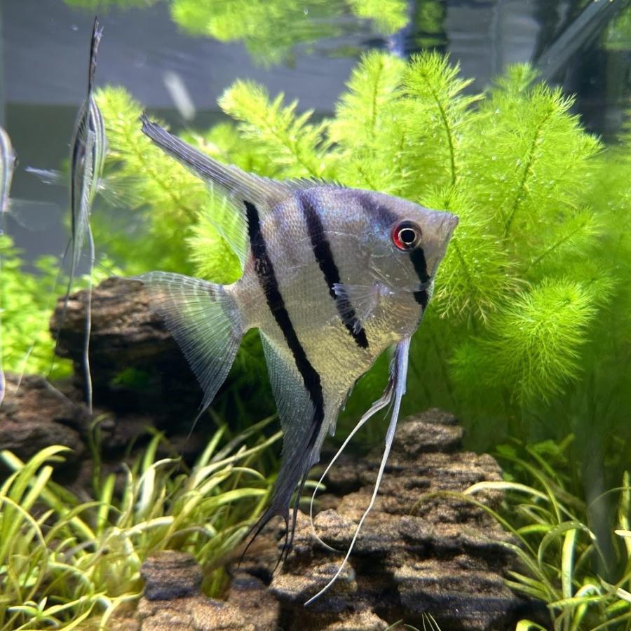 チャーム（charm） （熱帯魚）スカラレ・エンゼルフィッシュ 