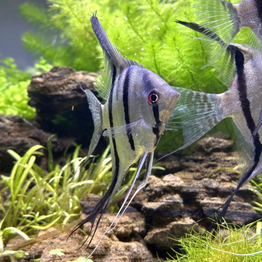 チャーム（charm） （熱帯魚）スカラレ・エンゼルフィッシュ 