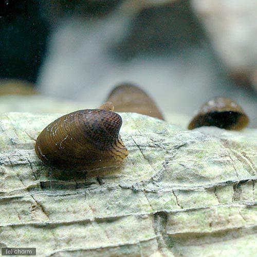エビ 貝 コウモリカノコ貝 １０匹 北海道 九州航空便要保温 チャーム Charm ヤフー店 通販 Yahoo ショッピング