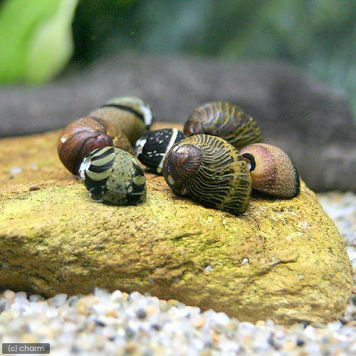 エビ 貝 カラー石巻貝 ８匹 北海道航空便要保温 Belle Ile Nature Org