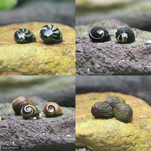 チャーム（charm） （エビ・貝）カラー石巻貝（8匹） 北海道・九州