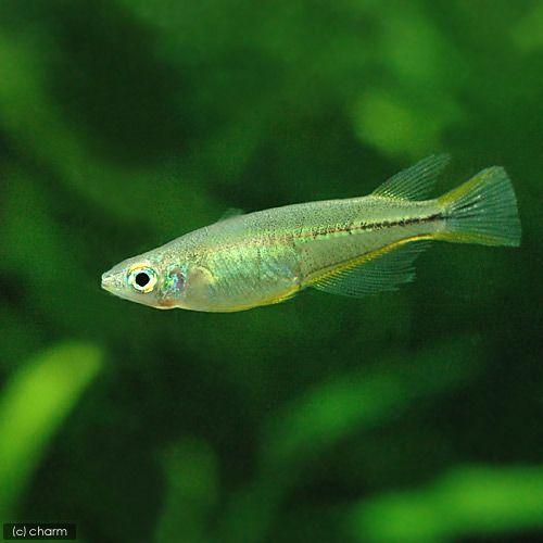 （入荷未定）（熱帯魚）セレベス・メダカ（１２匹）　北海道航空便要保温