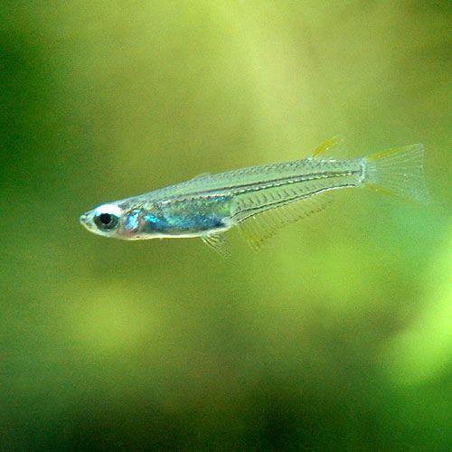 熱帯魚）オリジアスsp． インド スレンダー（5匹） 北海道・九州