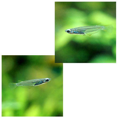 熱帯魚8匹 熱帯魚）オリジアスsp． インド スレンダー（5匹） 北海道・九州