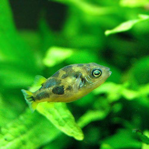 熱帯魚 アベニーパファー ３０匹 北海道 九州 沖縄航空便要保温 沖縄別途送料 Smilesquadhouston