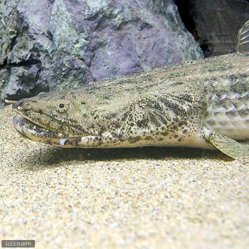 ワイルドアンソルギー2匹 ワイルドアンソルギー2匹