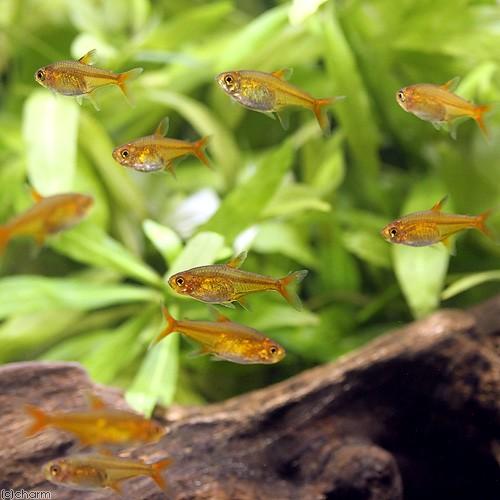 熱帯魚 ファイアー テトラ １２匹 北海道 九州航空便要保温 チャーム Charm Paypayモール店 通販 Paypayモール