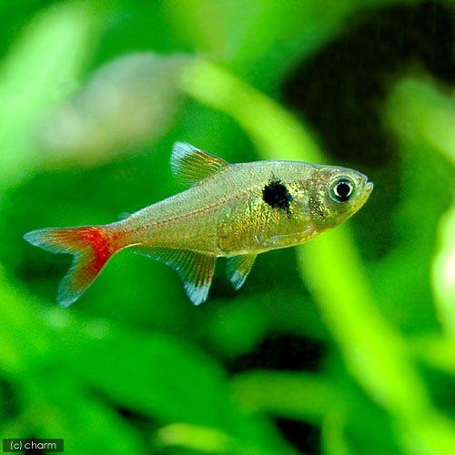 熱帯魚）レッドテール・イエローファントムテトラ（12匹） 北海道 
