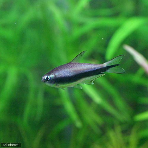 21正規激安 熱帯魚 ブラックエンペラー テトラ ３０匹 北海道航空便要保温 沖縄別途送料 人気絶頂 Www Jaindentalcare Com