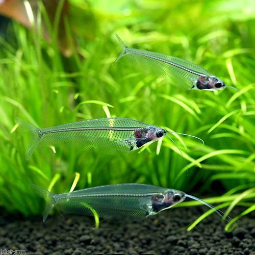 （熱帯魚）トランスルーセント・グラスキャット（５匹）　北海道・九州航空便要保温 | チャーム（ペット） | 02