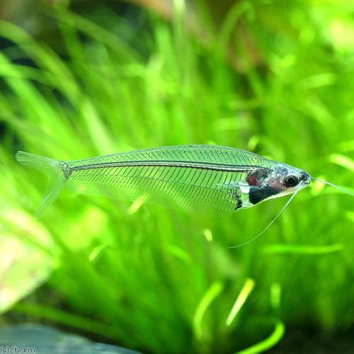 （熱帯魚）トランスルーセント・グラスキャット（１０匹）　北海道・九州航空便要保温 | チャーム（ペット）