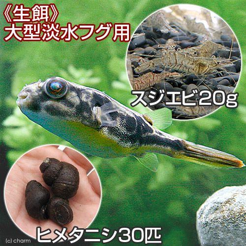 エビ 貝 生餌 大型淡水フグ用 スジエビ ２０ｇ ヒメタニシ ３０匹 北海道 九州航空便要保温 チャーム Charm ヤフー店 通販 Yahoo ショッピング