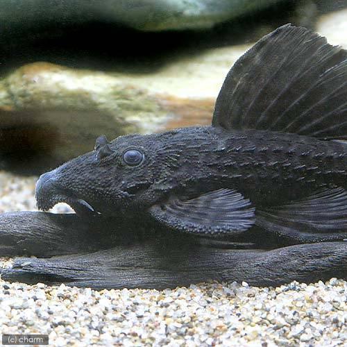 （熱帯魚）ブラックスカーレット・トリム　２２〜２４ｃｍ（ワイルド）（１匹）　北海道・九州航空便要保温