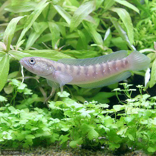 熱帯魚 コウタイ 特価キャンペーン １匹 北海道航空便要保温