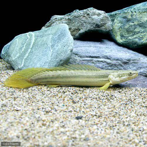 熱帯魚）ポリプテルス・ビキール・ビキール トゥルカナ（カミハタ