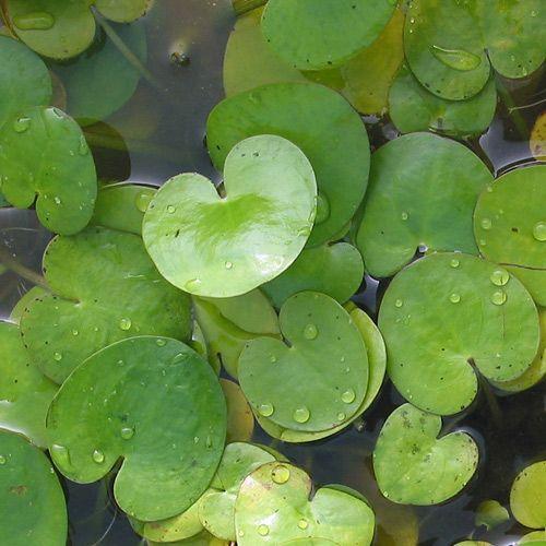 （ビオトープ）水辺植物　トチカガミ（１株）　浮葉植物｜chanet｜02