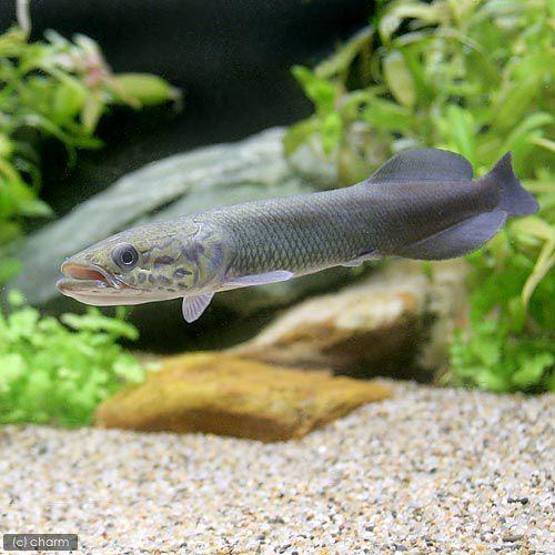 2026年5月】ピラルク（熱帯魚生体）のおすすめ人気ランキング - Yahoo