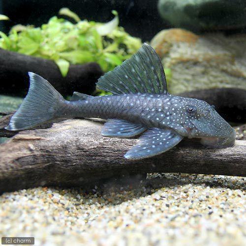 現品 熱帯魚 ブルーフィン プレコ ｌサイズ ワイルド １匹 北海道 九州 沖縄航空便要保温 沖縄別途送料12 7円