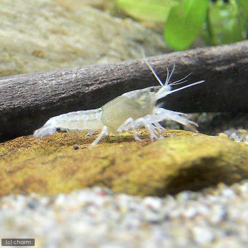 チャーム Charm 店 ザリガニ アメリカザリガニ ゴースト ｓサイズ １匹 北海道航空便要保温 美品