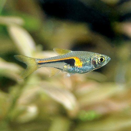 チャーム（charm） （熱帯魚）ラスボラ・ヘンゲリー（3匹） 北海道
