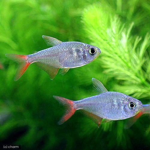熱帯魚 コロンビアレッドフィン テトラ ３匹 沖縄航空便要保温900円 北海道 速くおよび自由な 九州