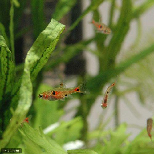 チャーム（charm） （熱帯魚）ボララス・ミクロス レッド（3匹