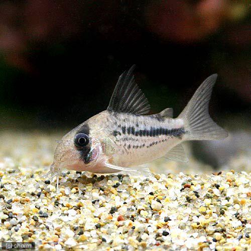 （熱帯魚）コリドラス・てんてんアクセルロディ（ワイルド）（３匹）　北海道・九州航空便要保温　沖縄別途送料