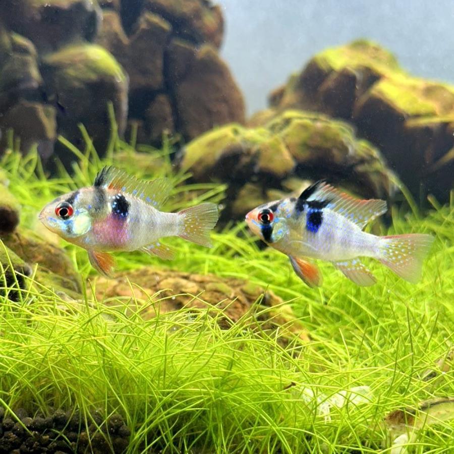 チャーム（charm） （熱帯魚）オランダ・ラミレジィ（国産ブリード 