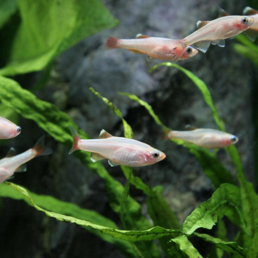 チャーム（charm） （熱帯魚）ゴールデンアカヒレ（5匹） 北海道航空 