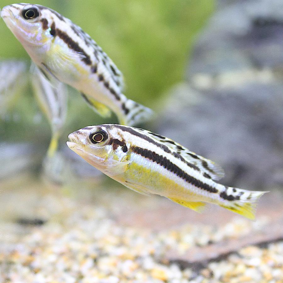 チャーム（charm） （熱帯魚）イエローストライプ・シクリッド（8匹 