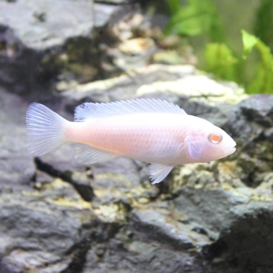チャーム（charm） （熱帯魚）スノーホワイト・シクリッド（8匹 