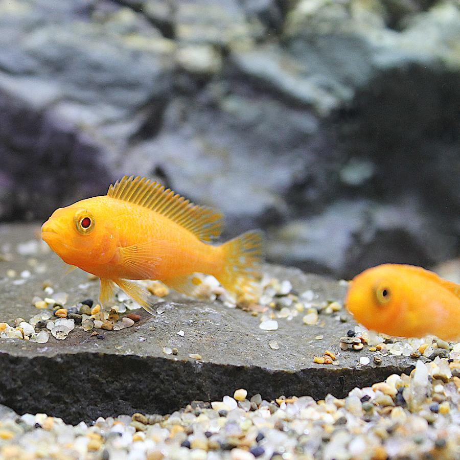 チャーム（charm） （熱帯魚）オレンジゼブラ・シクリッド（8匹 